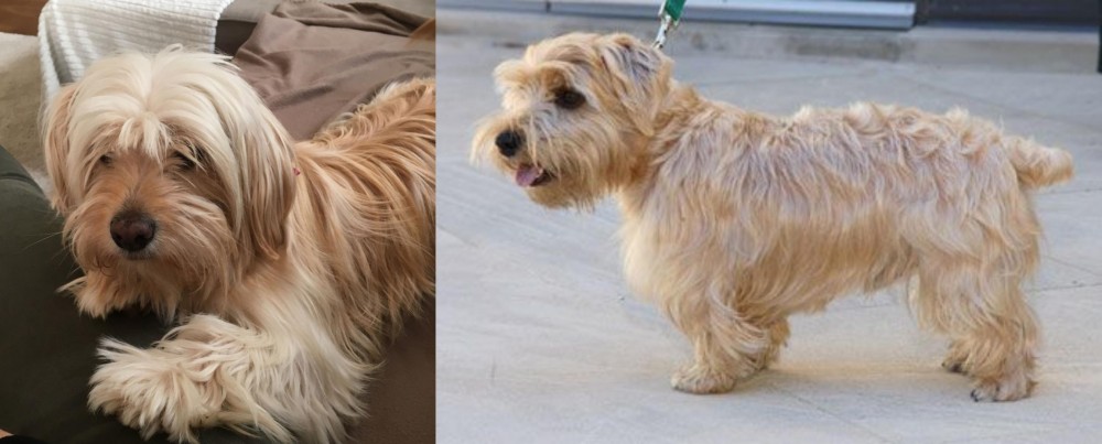 Lucas Terrier vs Cyprus Poodle - Breed Comparison