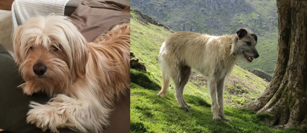 Lurcher vs Cyprus Poodle - Breed Comparison