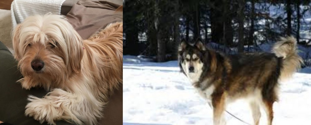 Mackenzie River Husky vs Cyprus Poodle - Breed Comparison
