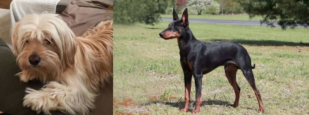 Manchester Terrier vs Cyprus Poodle - Breed Comparison