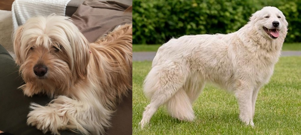 Maremma Sheepdog vs Cyprus Poodle - Breed Comparison