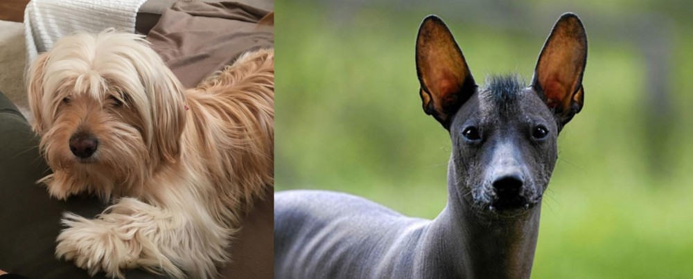 Mexican Hairless vs Cyprus Poodle - Breed Comparison