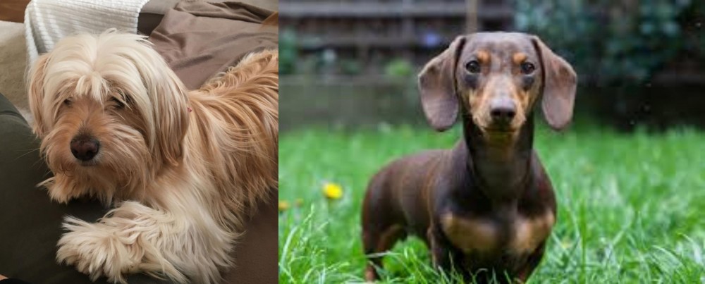 Miniature Dachshund vs Cyprus Poodle - Breed Comparison