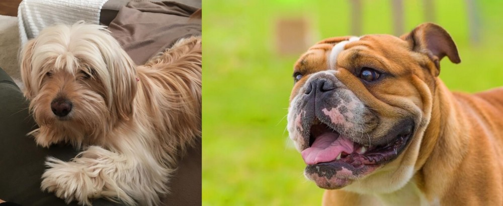 Miniature English Bulldog vs Cyprus Poodle - Breed Comparison