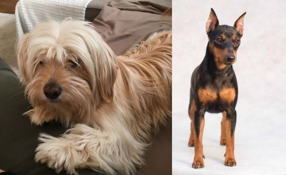Miniature Pinscher vs Cyprus Poodle - Breed Comparison