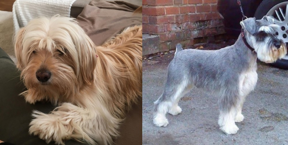 Miniature Schnauzer vs Cyprus Poodle - Breed Comparison