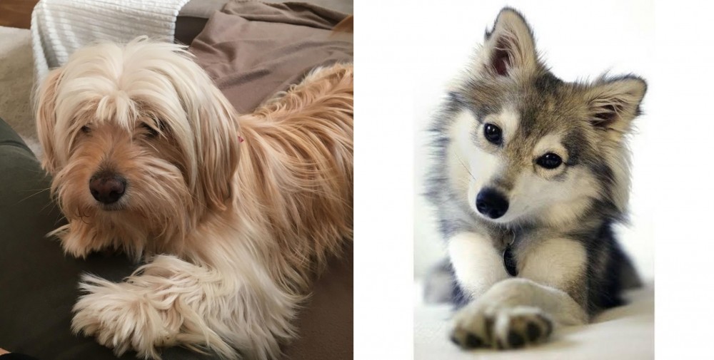 Miniature Siberian Husky vs Cyprus Poodle - Breed Comparison
