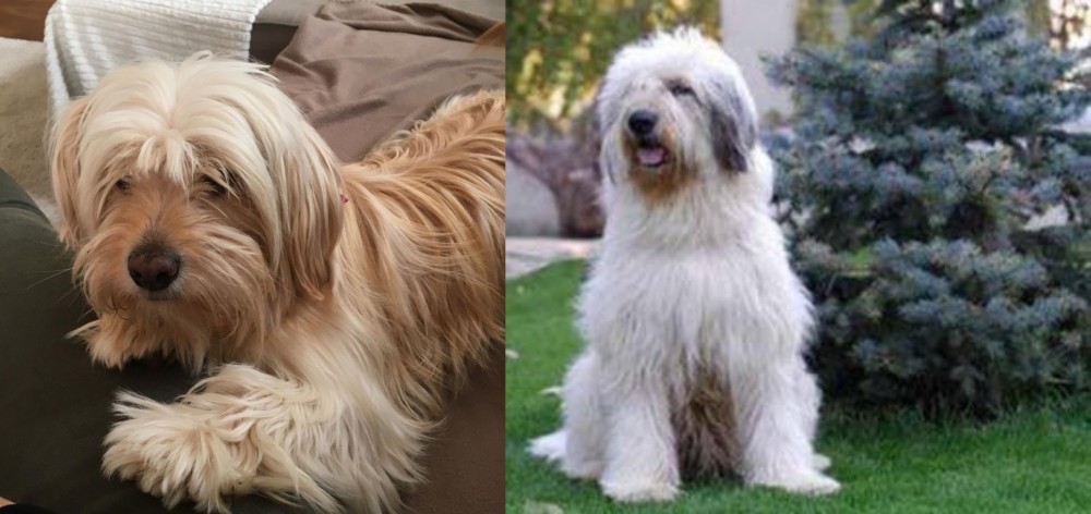 Mioritic Sheepdog vs Cyprus Poodle - Breed Comparison