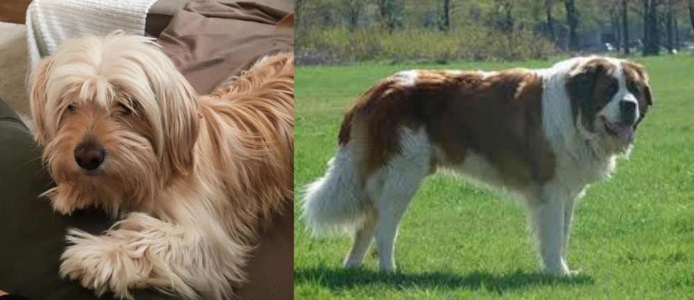 Moscow Watchdog vs Cyprus Poodle - Breed Comparison