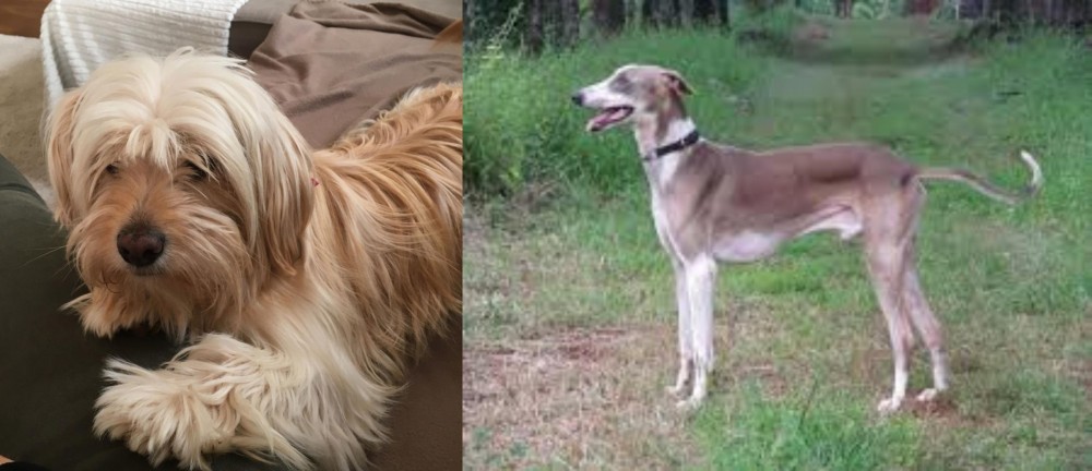 Mudhol Hound vs Cyprus Poodle - Breed Comparison