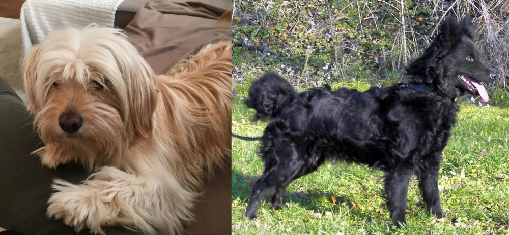 Mudi vs Cyprus Poodle - Breed Comparison