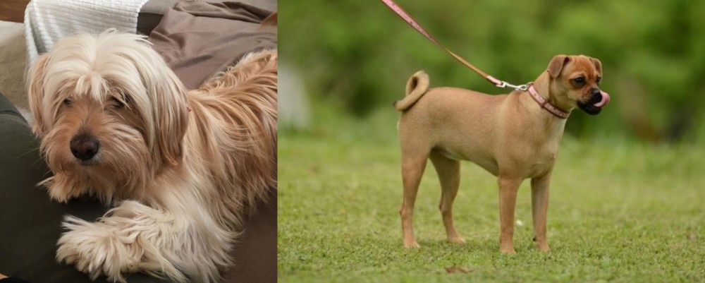 Muggin vs Cyprus Poodle - Breed Comparison