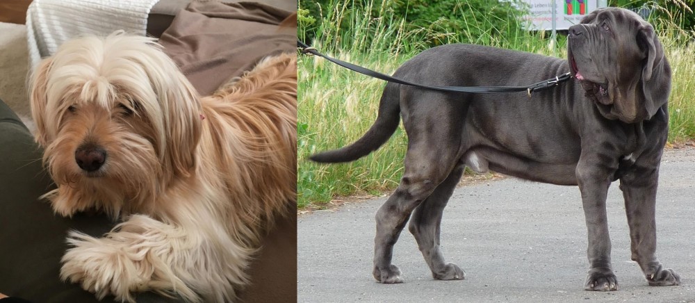Neapolitan Mastiff vs Cyprus Poodle - Breed Comparison