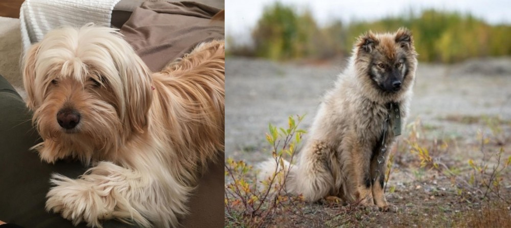 Nenets Herding Laika vs Cyprus Poodle - Breed Comparison