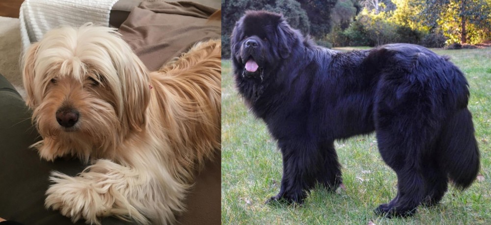 Newfoundland Dog vs Cyprus Poodle - Breed Comparison