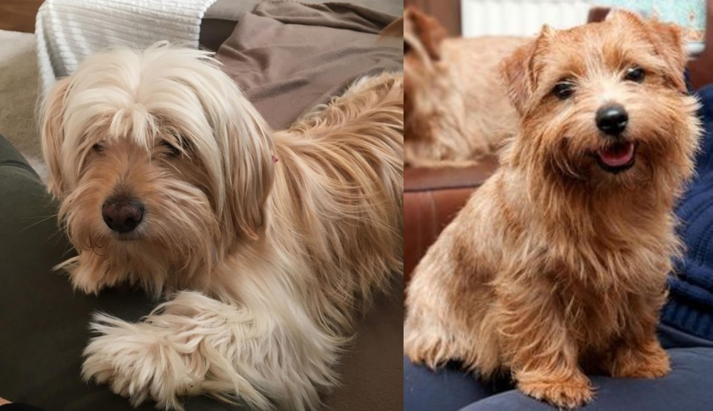Norfolk Terrier vs Cyprus Poodle - Breed Comparison