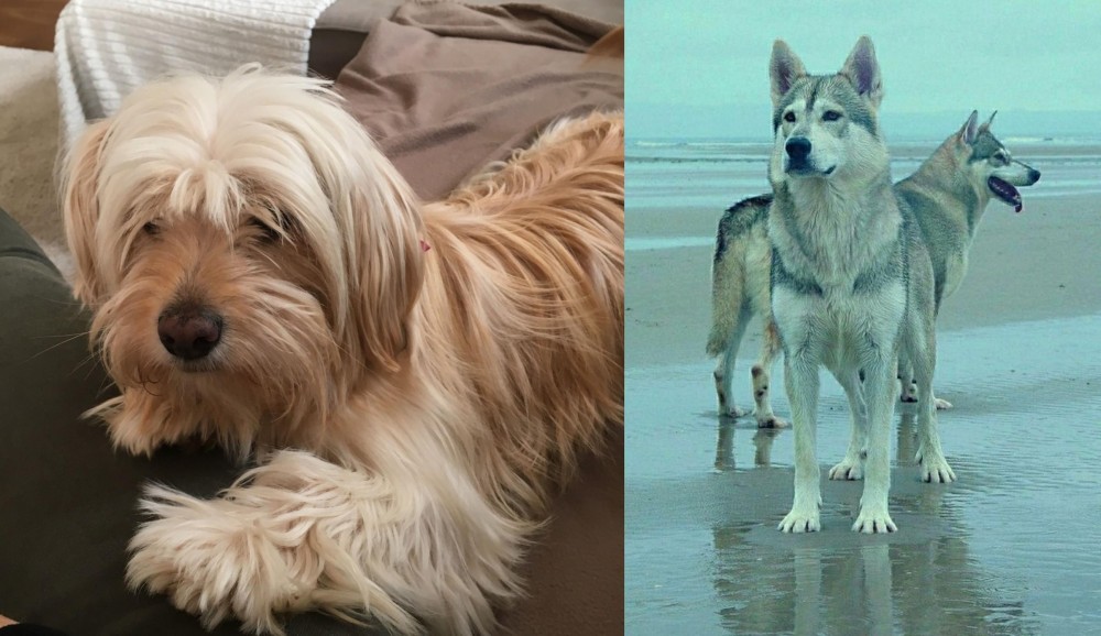 Northern Inuit Dog vs Cyprus Poodle - Breed Comparison
