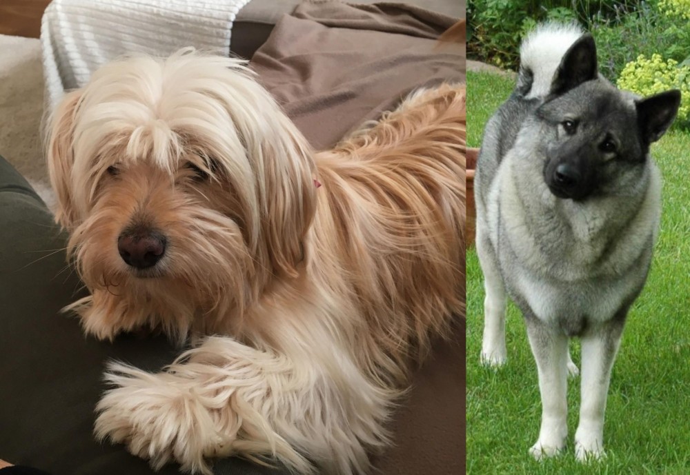 Norwegian Elkhound vs Cyprus Poodle - Breed Comparison