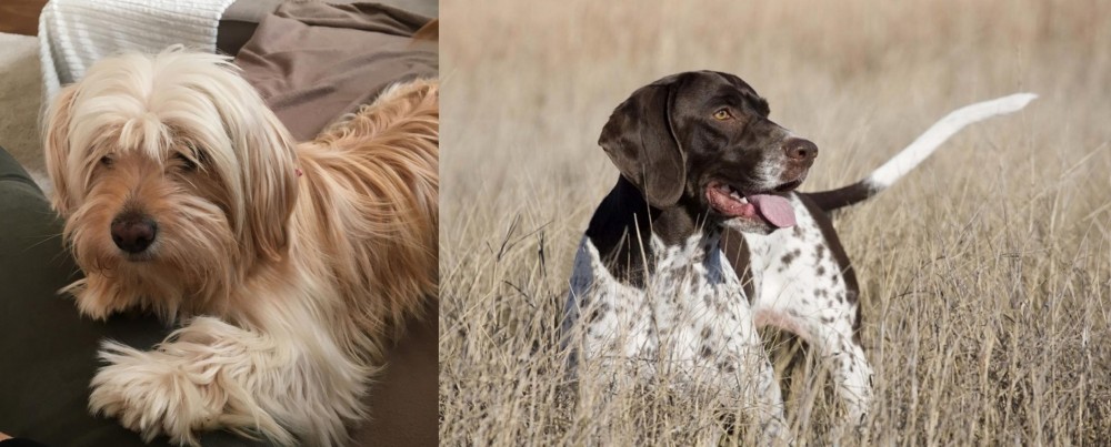 Old Danish Pointer vs Cyprus Poodle - Breed Comparison