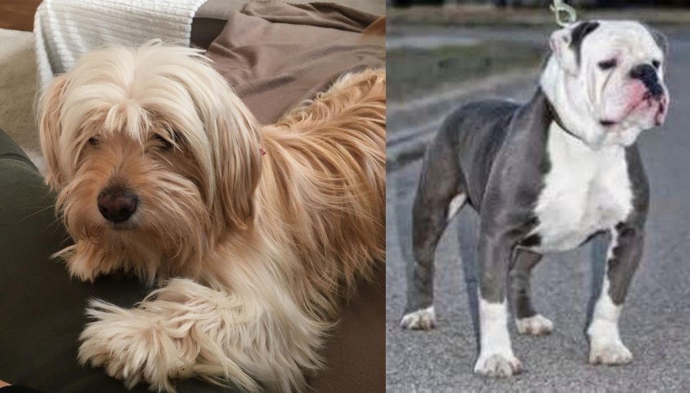 Old English Bulldog vs Cyprus Poodle - Breed Comparison