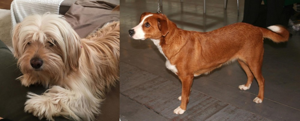 Osterreichischer Kurzhaariger Pinscher vs Cyprus Poodle - Breed Comparison