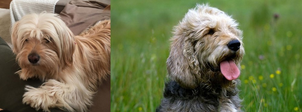 Otterhound vs Cyprus Poodle - Breed Comparison