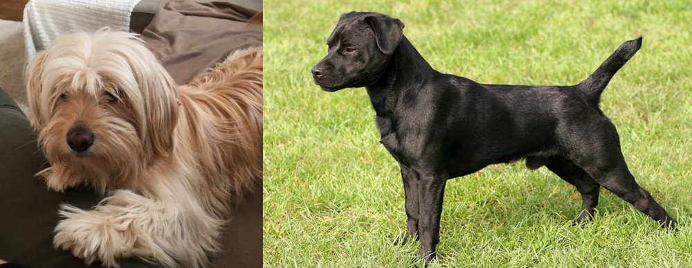 Patterdale Terrier vs Cyprus Poodle - Breed Comparison