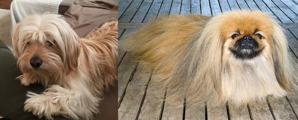 Pekingese vs Cyprus Poodle - Breed Comparison