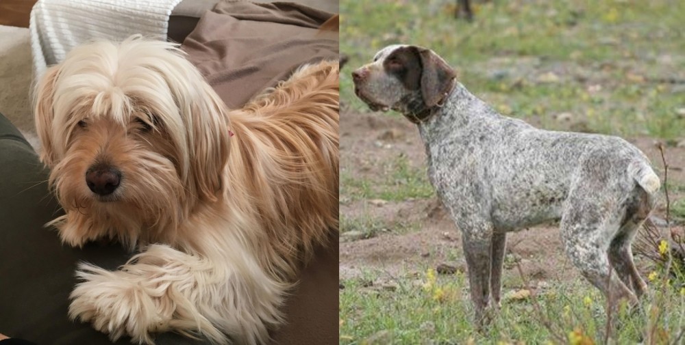Perdiguero de Burgos vs Cyprus Poodle - Breed Comparison