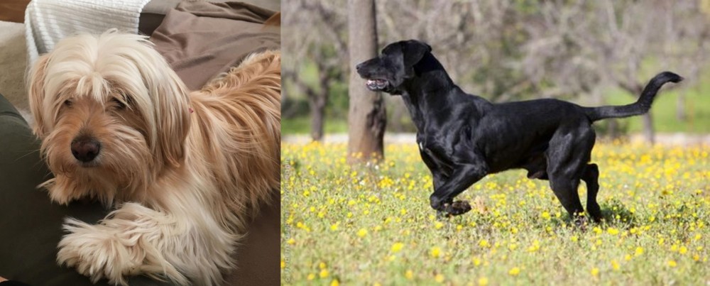 Perro de Pastor Mallorquin vs Cyprus Poodle - Breed Comparison