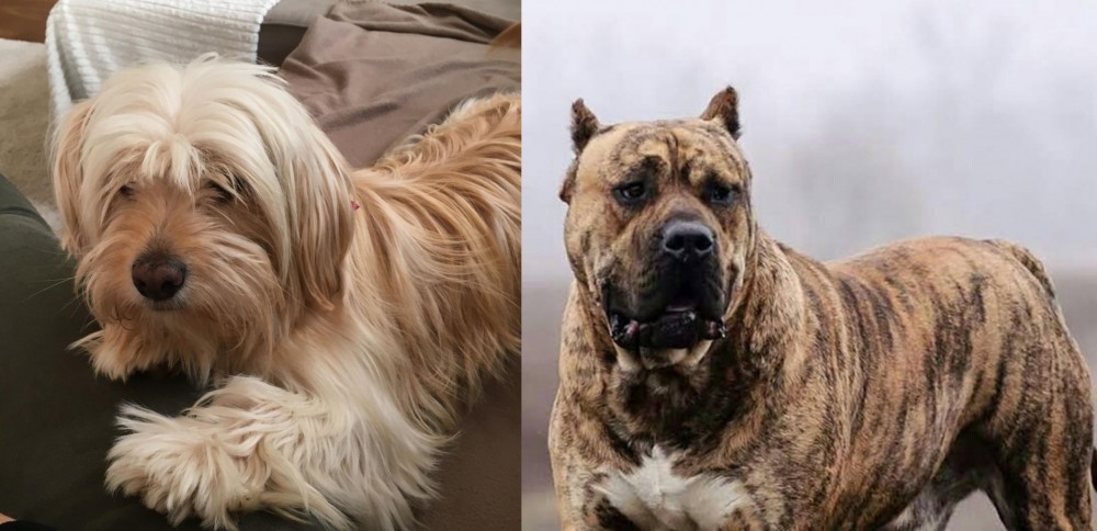 Perro de Presa Canario vs Cyprus Poodle - Breed Comparison