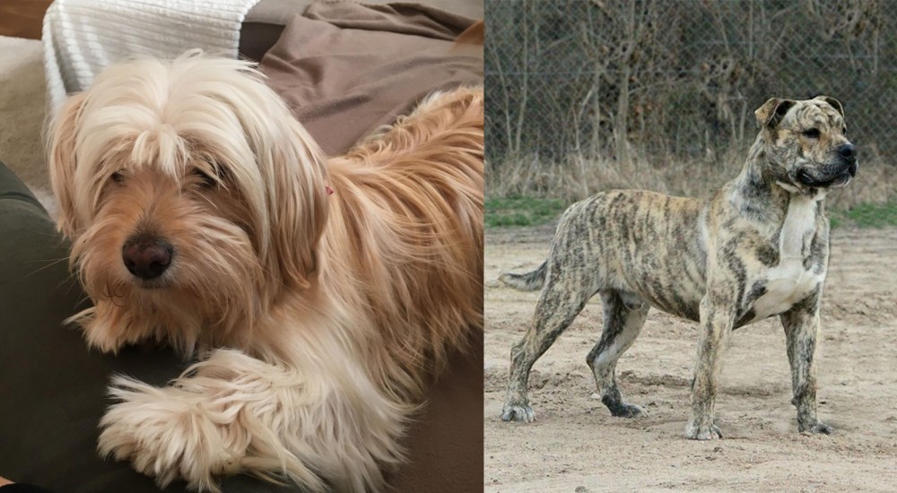 Perro de Presa Mallorquin vs Cyprus Poodle - Breed Comparison