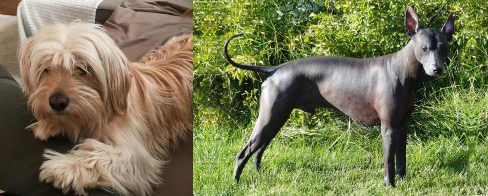 Peruvian Hairless vs Cyprus Poodle - Breed Comparison
