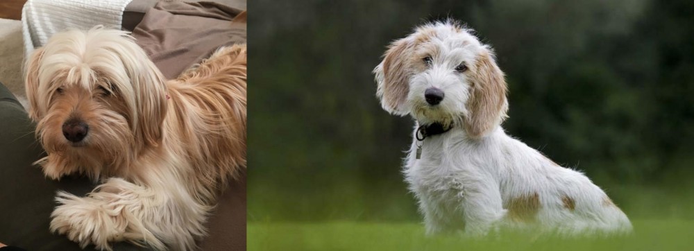 Petit Basset Griffon Vendeen vs Cyprus Poodle - Breed Comparison