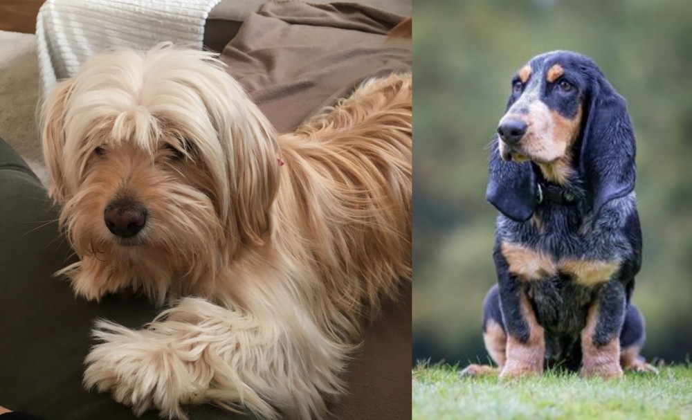 Petit Bleu de Gascogne vs Cyprus Poodle - Breed Comparison