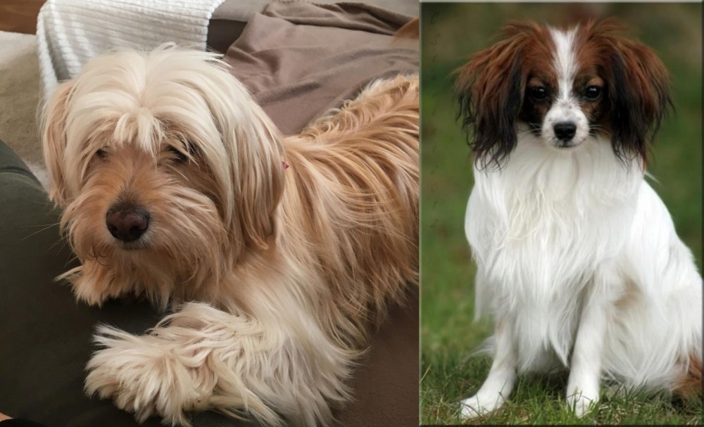 Phalene vs Cyprus Poodle - Breed Comparison