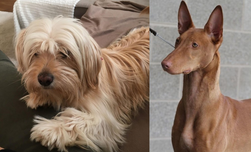 Pharaoh Hound vs Cyprus Poodle - Breed Comparison