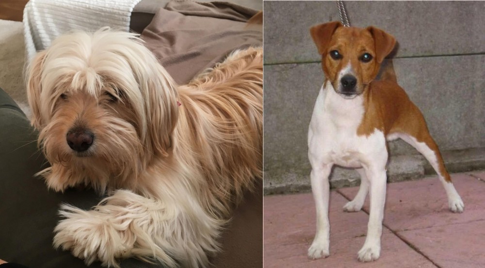 Plummer Terrier vs Cyprus Poodle - Breed Comparison