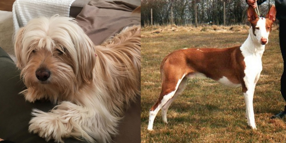 Podenco Canario vs Cyprus Poodle - Breed Comparison