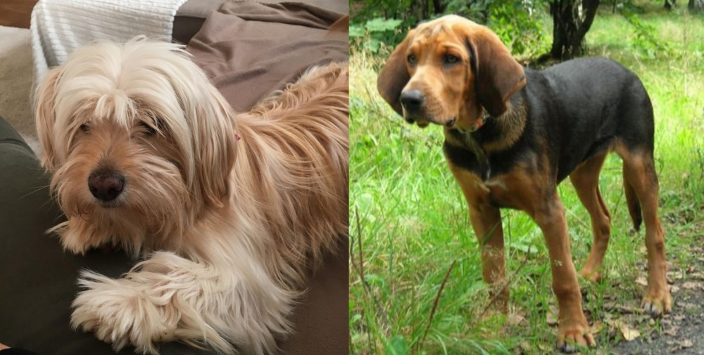 Polish Hound vs Cyprus Poodle - Breed Comparison