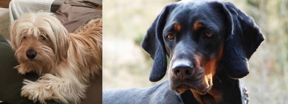 Polish Hunting Dog vs Cyprus Poodle - Breed Comparison