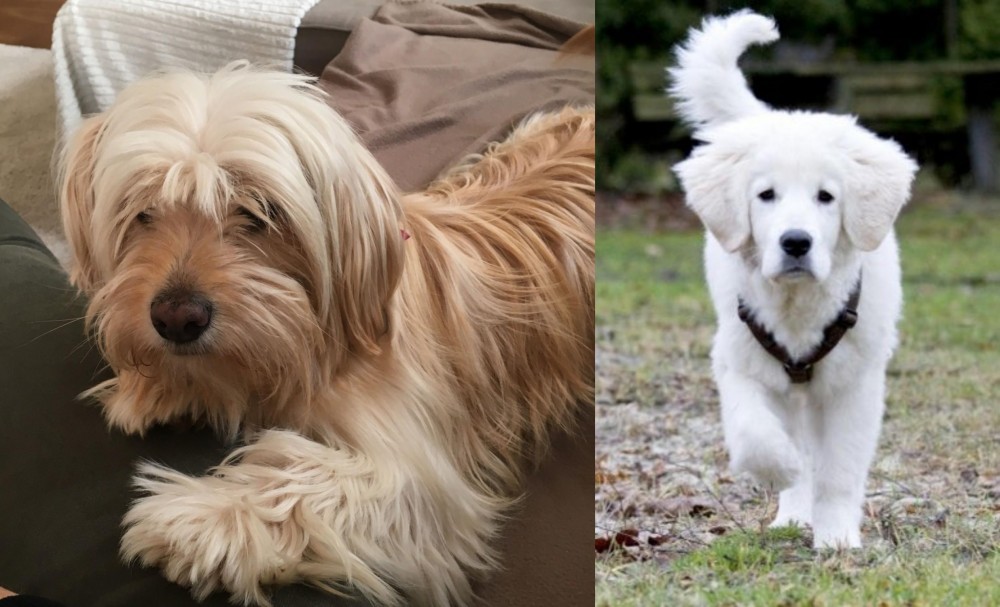 Polish Tatra Sheepdog vs Cyprus Poodle - Breed Comparison