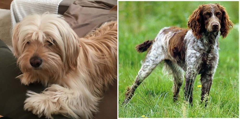 Pont-Audemer Spaniel vs Cyprus Poodle - Breed Comparison