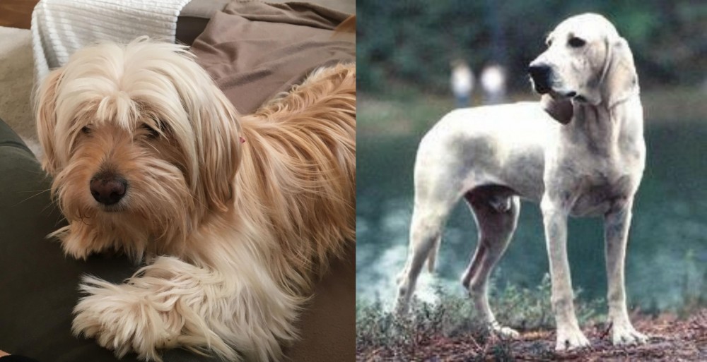 Porcelaine vs Cyprus Poodle - Breed Comparison