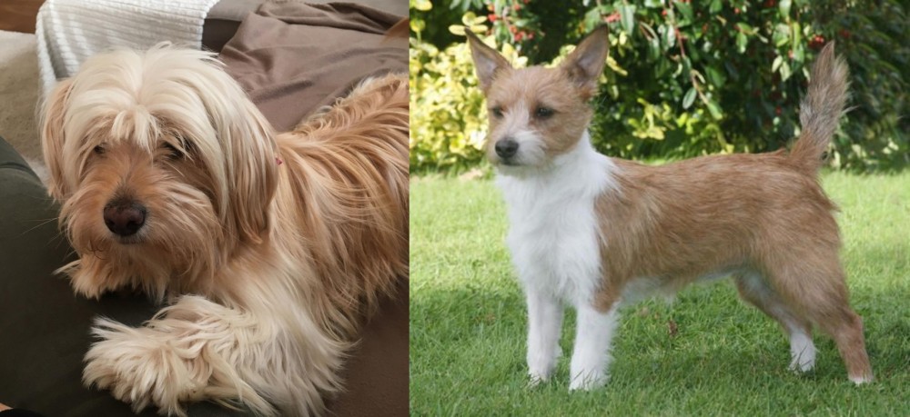 Portuguese Podengo vs Cyprus Poodle - Breed Comparison