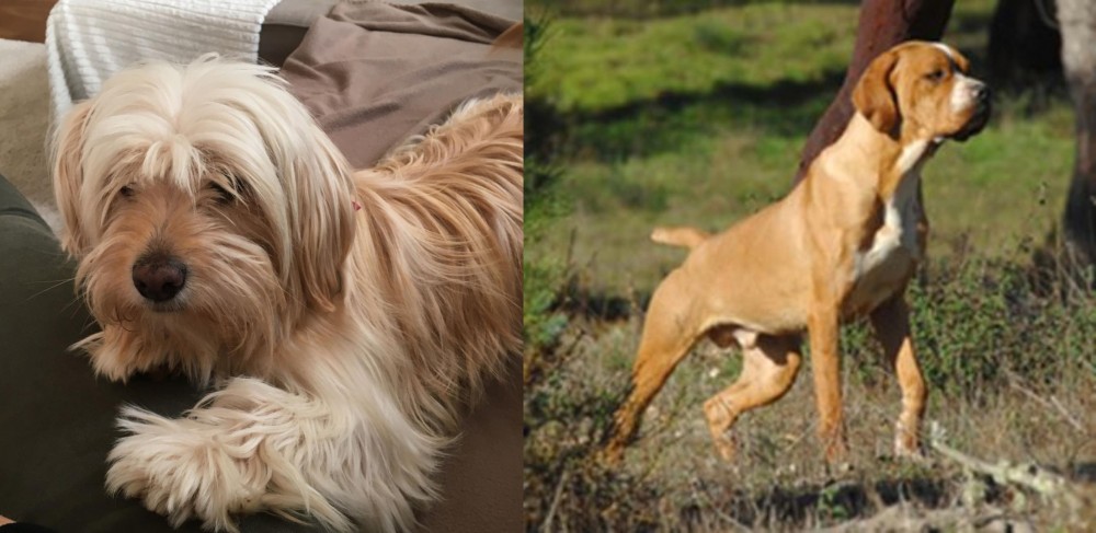 Portuguese Pointer vs Cyprus Poodle - Breed Comparison