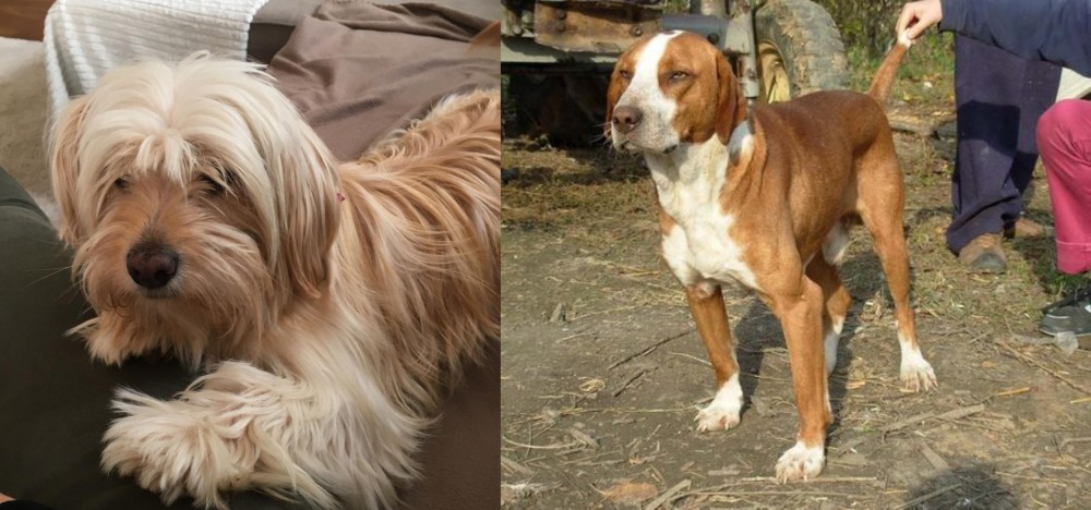 Posavac Hound vs Cyprus Poodle - Breed Comparison