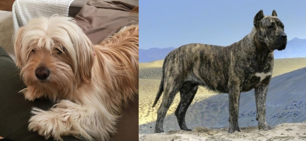 Presa Canario vs Cyprus Poodle - Breed Comparison