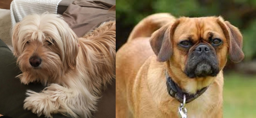 Pugalier vs Cyprus Poodle - Breed Comparison