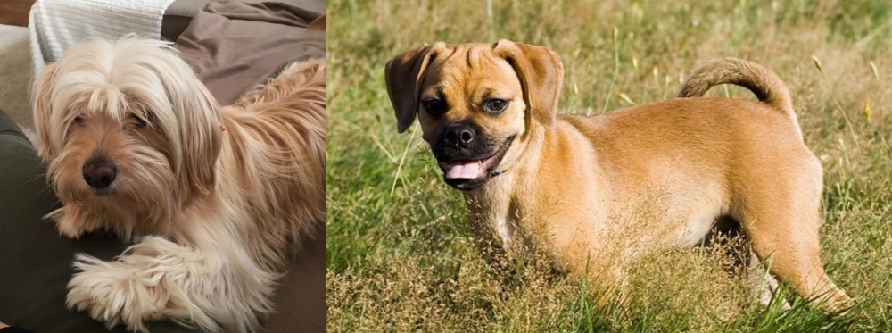 Puggle vs Cyprus Poodle - Breed Comparison